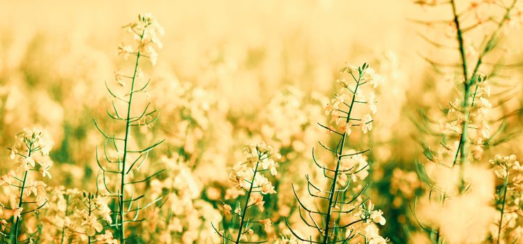 Suomenmaa: Palkittu kuivuri – kattopellit riittävät lämmön­ke­rää­jiksi