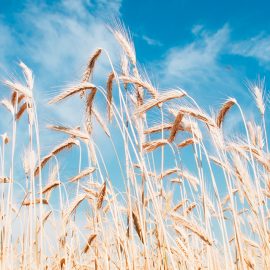 Siikajokilaakso: Siikalatvalle menestystä maaseutu-kisassa