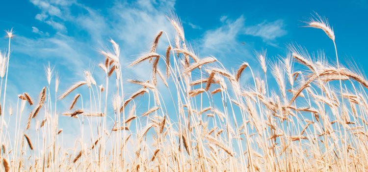 Siikajokilaakso: Siikalatvalle menestystä maaseutu-kisassa