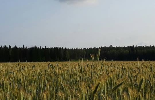 Maatilan Pellervo: Kuivattamista, kuorintaa ja lajittelua